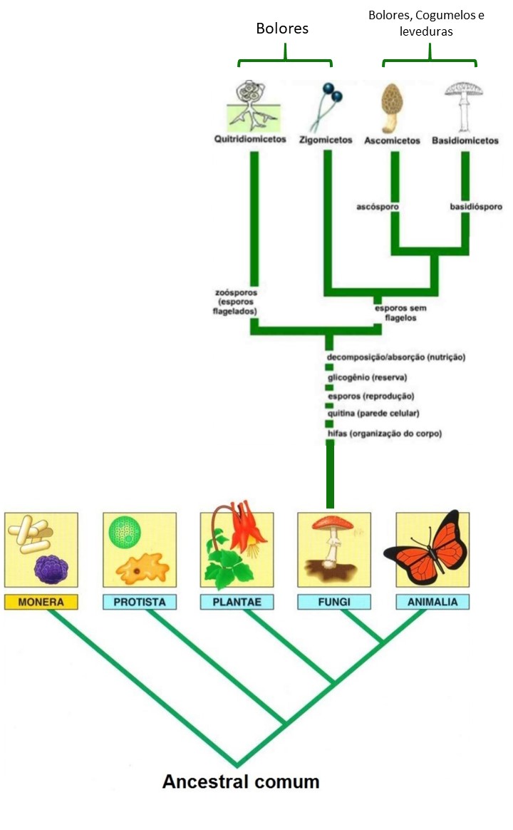 O Reino Fungi :: Biociencia7